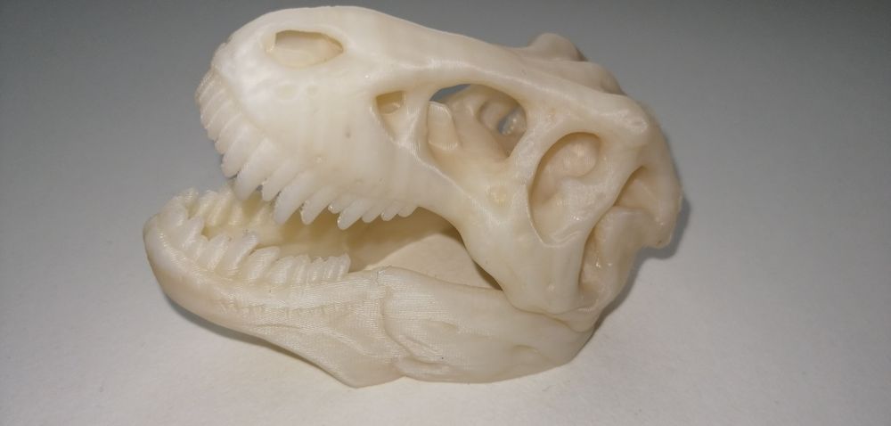 Czaszka t-rexa, wystrój formikarium, terarium, mrówki, gady.