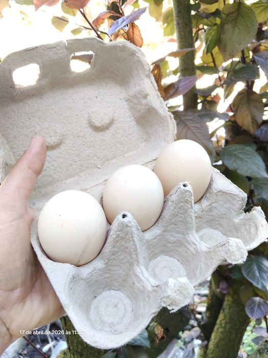 Ovos galados pato mudo