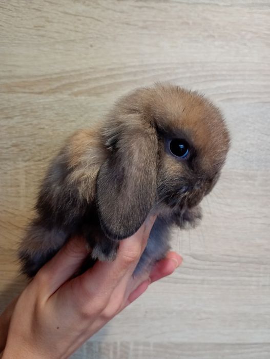 Mini lop królik miniaturka