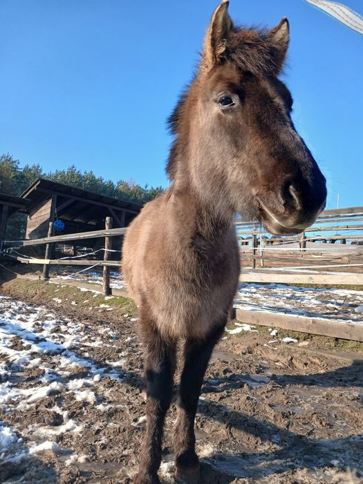 Konik polski klacz