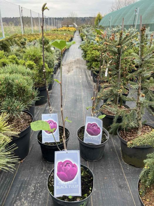 Магнолія Блек Тюліп (Black Tulip)