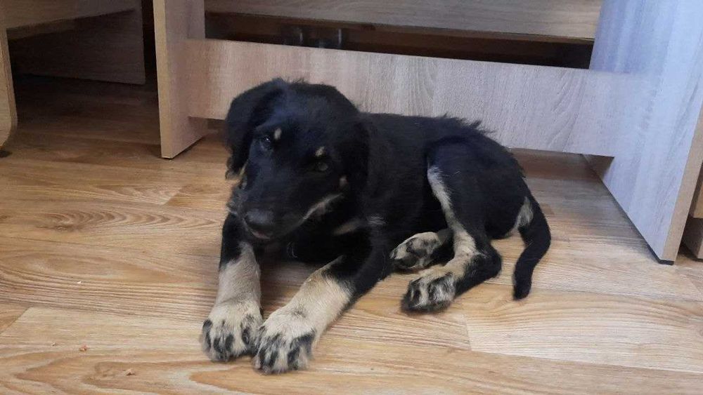 Віддам в добрі руки цуценят малих порід