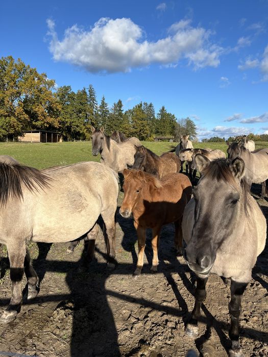 Konik polski klaczki ogierki
