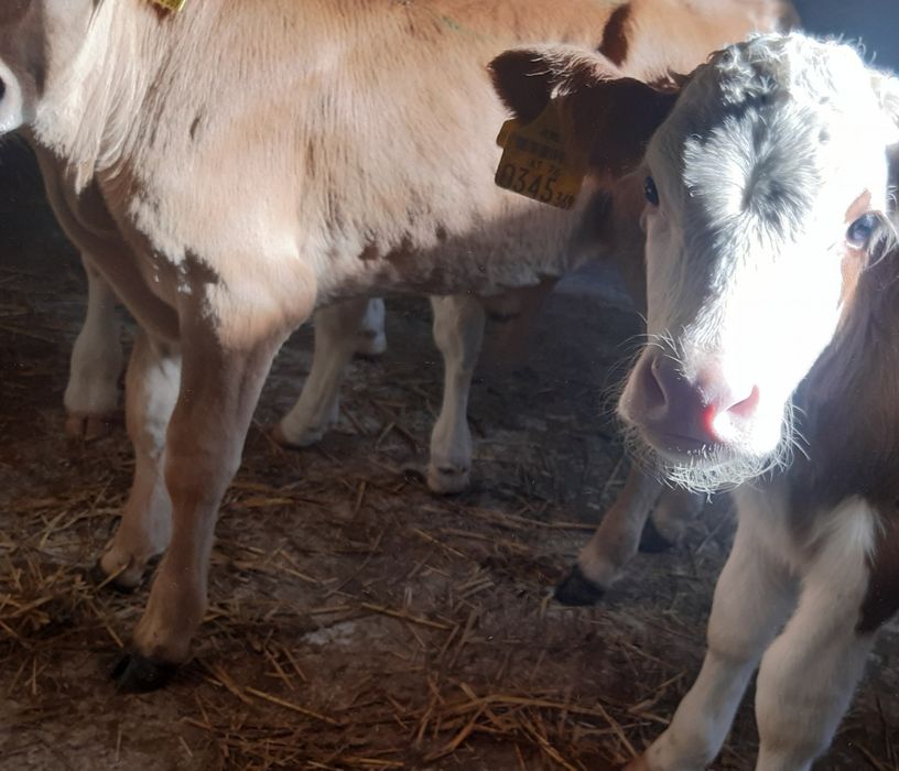 Byczki miesne cielęta