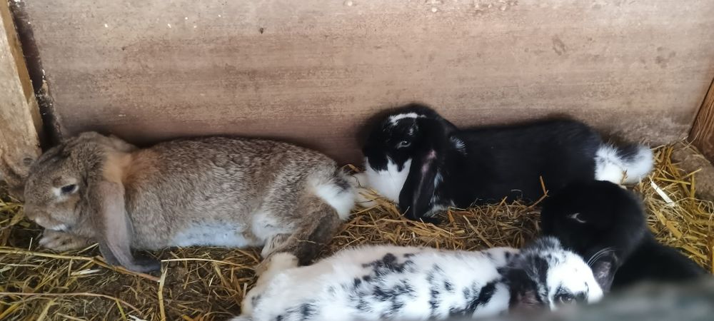 Sprzedam króliki barany koniec hodowli