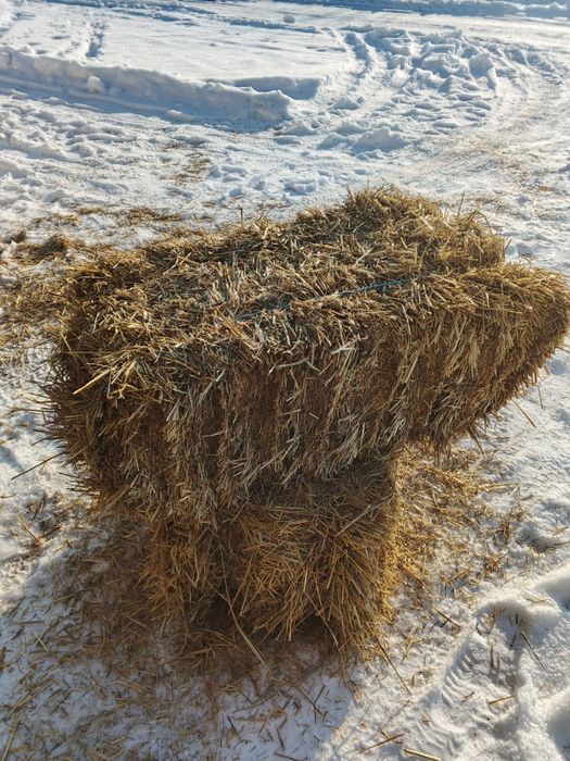 Силос кукурудзяний 2025 року, а також солома в тюках ячмінна та пшен.