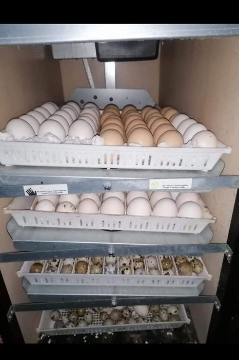 Arranjo de Chocadeiras