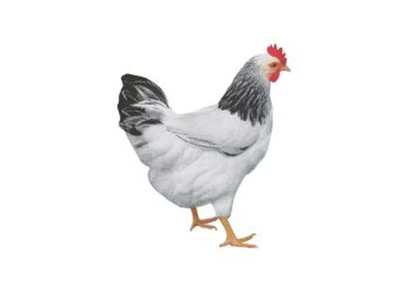 Ferma sprzeda kury W9