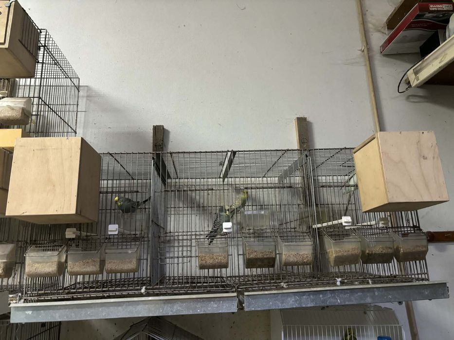 Gaiola de criacao + casais + ninhos etccc