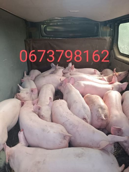 Продам поросята!!!