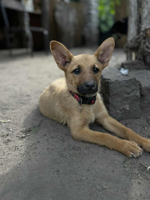 Шукаємо родину для цуценя.
