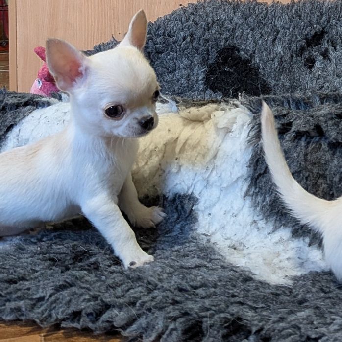 Chłopczyk chihuahua FCI