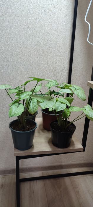 Кімнатні квіти сингоніум,аглеонема