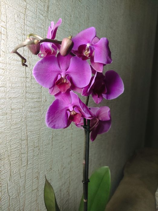 Орхидеи в подарок
