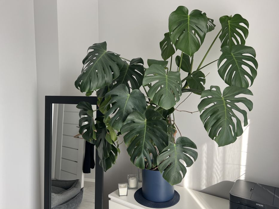 Monstera - zdrowa w donicy
