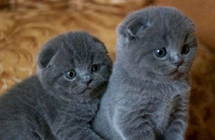Вислоухие с документами котята