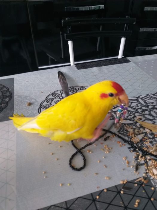 Kacarics  criados a mão .