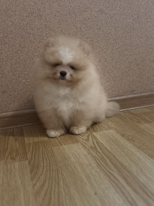 шикарний Хлопчик шоу класу