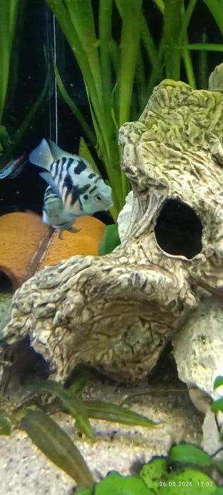 Pielęgnice Papuzie Blue Tiger