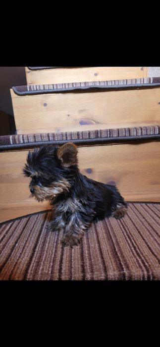 York Yorkshire Terrier
