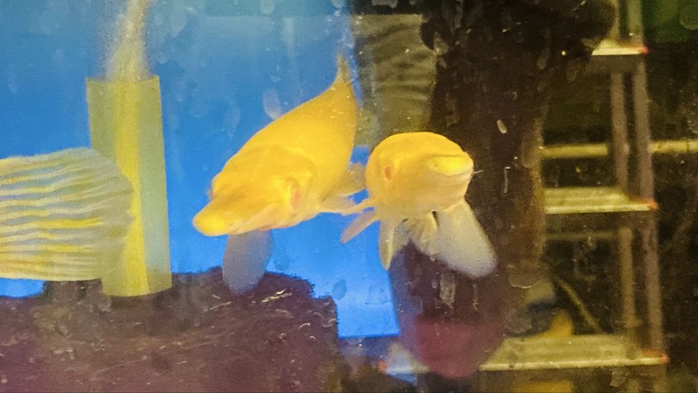 TABU Niszczuka krokodyla albino l.Spatula Warszawa