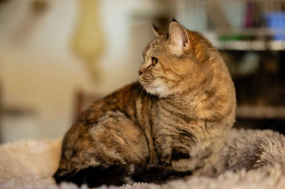 Кицюня 1,5-річна Мія шукає свою родину кіт кішка