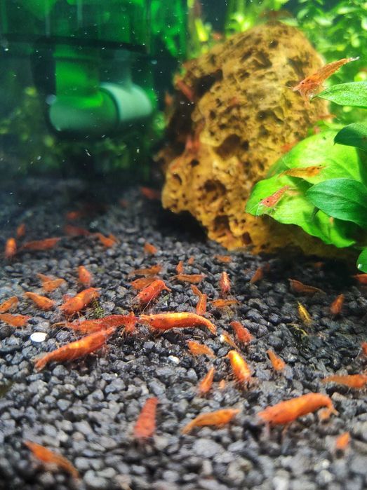 Camarões red cherry