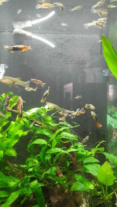Guppys Endler de cores diferentes ( corpo amarelo )