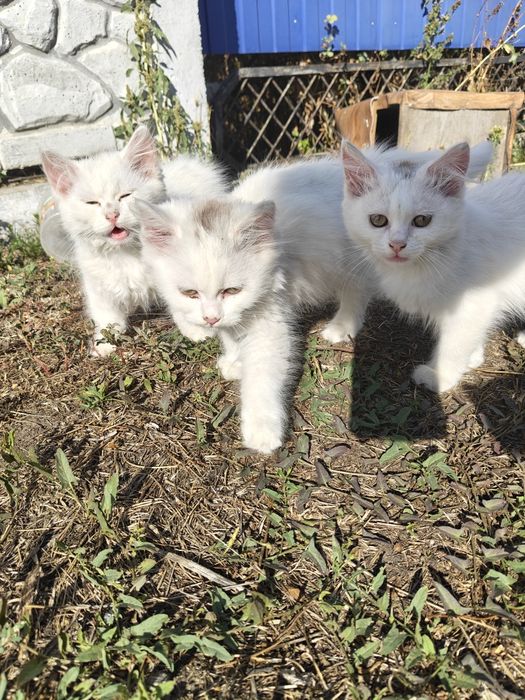 Біленькі кошенята