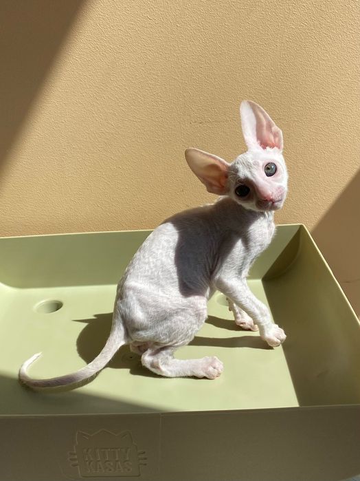 Шикарний хлопчик Корніш Рекс