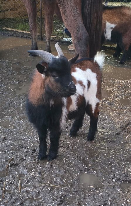 Casal de Cabras Anas