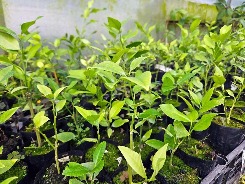 Лимон "Аркобалено" Комнатный