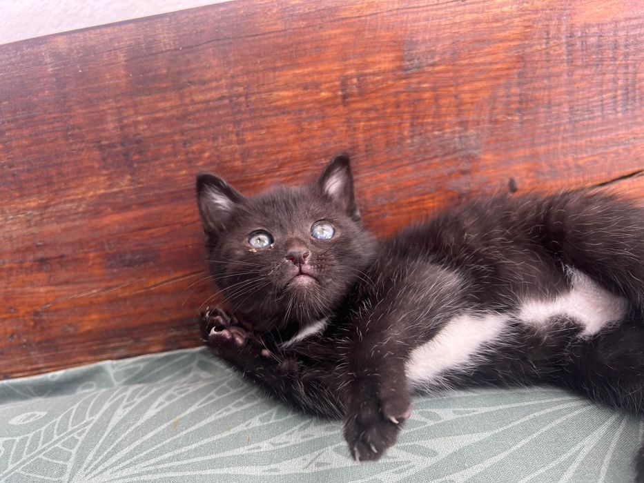 Gatinha para adoção responsável