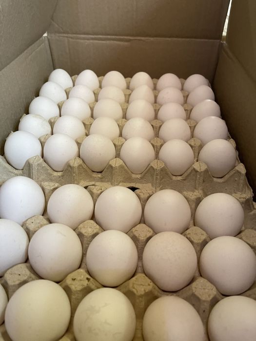 Яйцо опт розница столовое