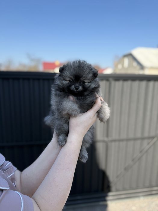 Померанський шпіц