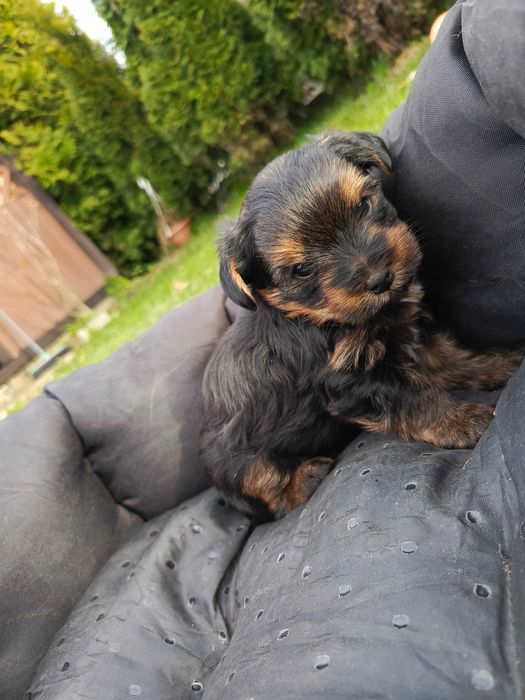 Yorkshire terrier STALOWO -ZŁOTY