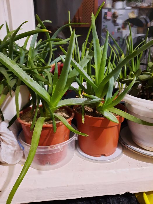 Алоє, відростки приблизно 1,5 років