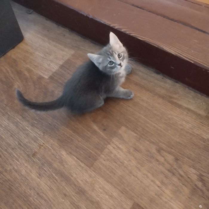 Котята ищут любящих хозяев!