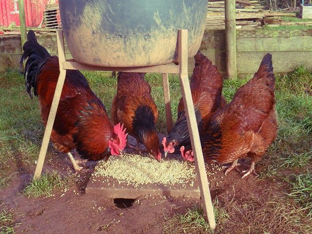 Інкубаційне яйце та курчата. Суссекс: срібло, золото, червоний.