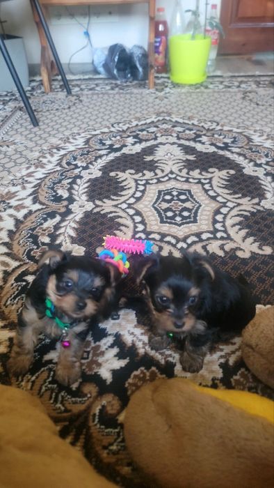 Продаються цуценята міні Йоркшир-терєр