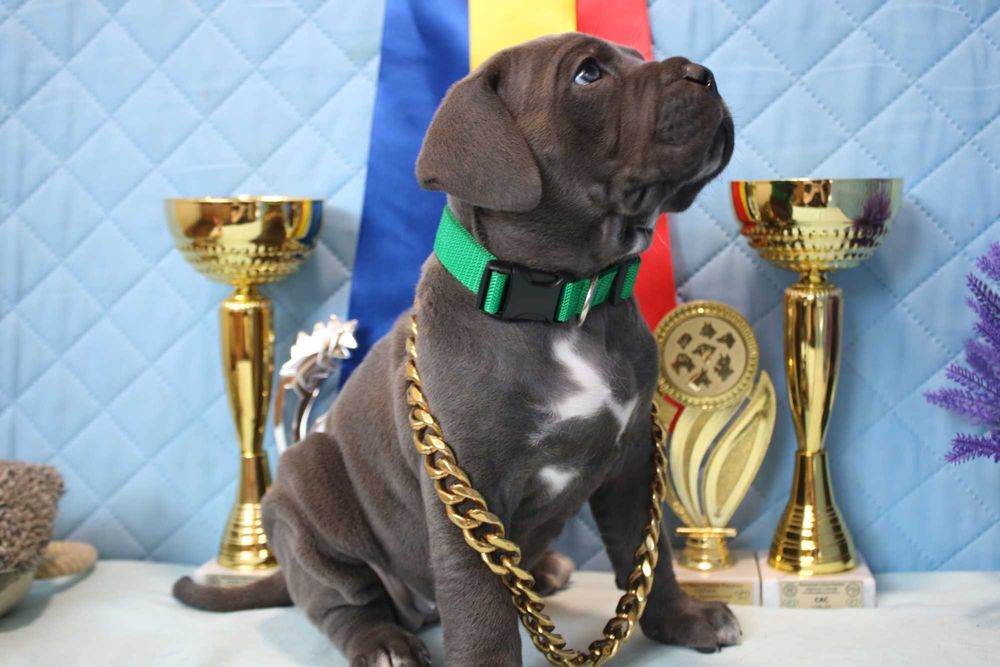 Кане корсо- просто Італійська мрія