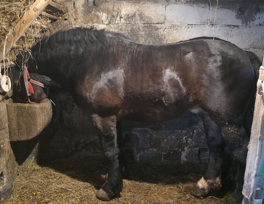 Sprzedam Ogiera Zimnokwistego