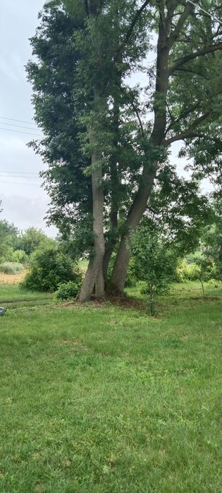 Продам дерева Ясена