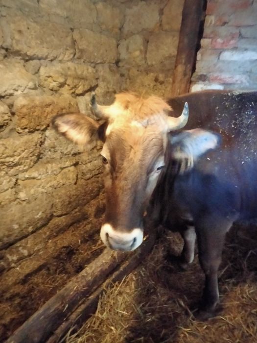 Продам телицю на тримання