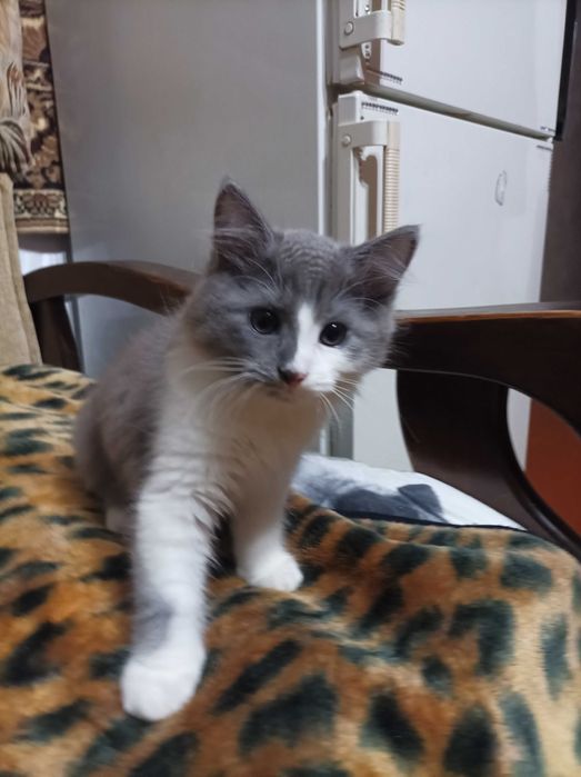 Тварини котики...