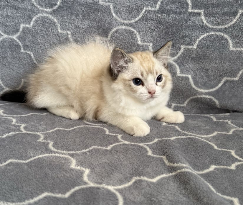 Kocurek Ragdoll z rodowodem