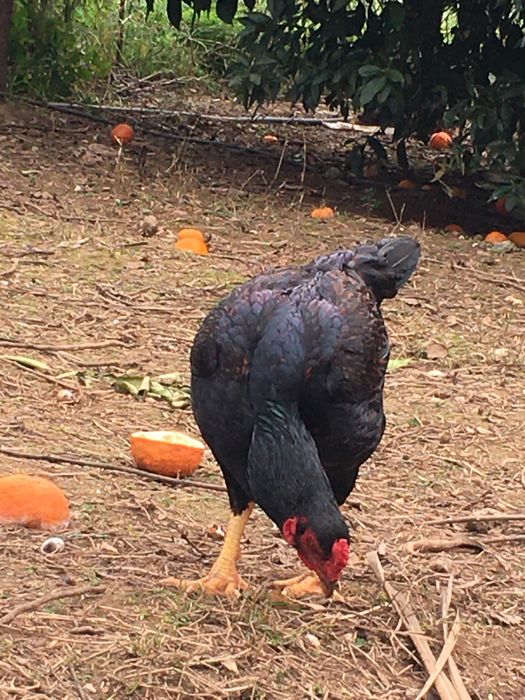 Cornish pardo faisão