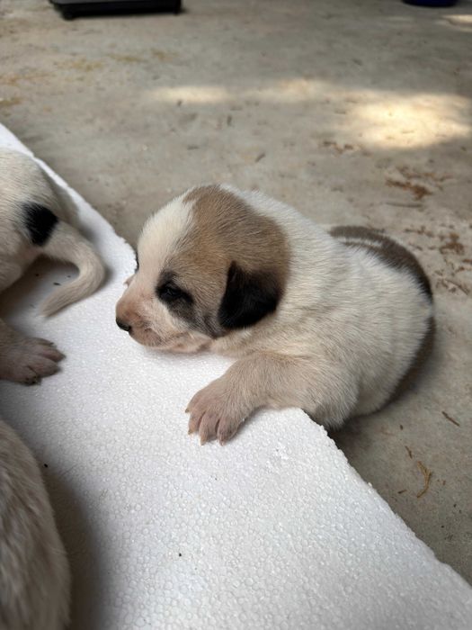 bebés da raça Cão de Gado Transmontano
