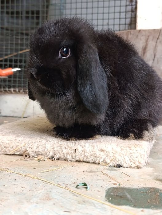 Mini Lop Preto – Muito Fofo e Carinhoso
