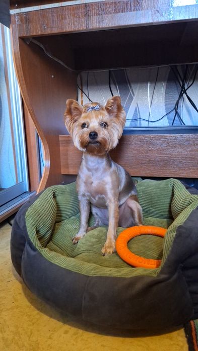 Зооготель | Перетримка собак у кінолога | Дресирування з проживанням